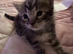Milo - Domestic Kitten For Sale - Bronx, NY, US