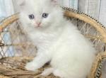 Dutchess - Scottish Fold Kitten For Sale - Joplin, MO, US