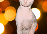 Winnie white odd eyed - Sphynx Cat For Sale - Abington, PA, US