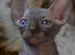 2 Canadian Sphynx - Sphynx Cat For Sale - Abington, PA, US