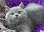 Teddy - British Shorthair Cat For Sale - Brooklyn, NY, US