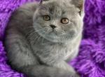 Tamila - British Shorthair Cat For Sale - Brooklyn, NY, US