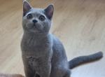 Sam - British Shorthair Cat For Sale - Brooklyn, NY, US