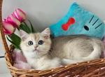 Esta - British Shorthair Cat For Sale - Brooklyn, NY, US