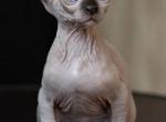 7 Canadian Sphynx - Sphynx Cat For Sale - Abington, PA, US