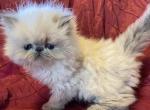 Salenas blue poiints - Himalayan Kitten For Sale - South Boston, VA, US