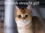 Female Male Scottish - Scottish Fold Cat For Sale - New Prague, MN, US