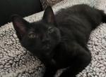 Luna - Bombay Cat For Sale - Hopatcong, NJ, US