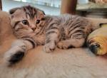 Max - Scottish Fold Cat For Sale - Philadelphia, PA, US