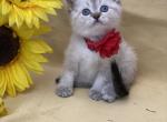 Pam &Teddy - Scottish Straight Kitten For Sale - North Richland Hills, TX, US