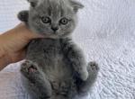 Mia - Scottish Fold Cat For Sale - Nashville, TN, US