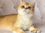 Kerem - British Shorthair Cat For Sale - Los Angeles, CA, US