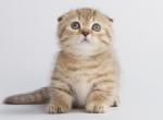 Aleya - Munchkin Cat For Sale - Hollywood, FL, US