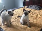 Siamese kittens - Siamese Cat For Sale - Attleboro, MA, US