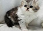 Carson - Persian Cat For Sale - Callahan, FL, US