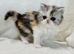 Emma - Persian Cat For Sale - Callahan, FL, US