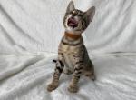 BROWN COLLAR female Savannah kitten - Savannah Cat For Sale - NY, US