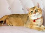 Melissa - British Shorthair Cat For Sale - Brooklyn, NY, US