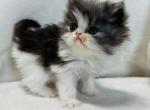 Tux - Persian Cat For Sale - Callahan, FL, US