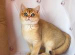 Dilan - British Shorthair Cat For Sale - New York, NY, US