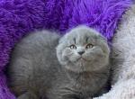 Nabi - Scottish Fold Cat For Sale - 