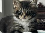 Rolex - Maine Coon Cat For Sale - Boerne, TX, US