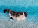 Calico Munchkin Blossom - Munchkin Cat For Sale - Phoenix, AZ, US