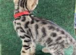 Bengals Red Collar Male - Bengal Cat For Sale - Mount Vernon, WA, US