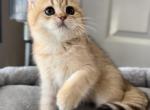 Meme - British Shorthair Cat For Sale - Rancho Cucamonga, CA, US