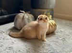 Olivia - Scottish Fold Cat For Sale - Fairfax, VA, US