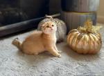 Olivia - Scottish Fold Cat For Sale - State College, PA, US