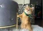 Batman - British Shorthair Cat For Sale - Gaithersburg, MD, US