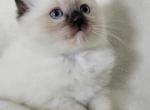 Ragdoll Litter - Ragdoll Kitten For Sale - Middletown, DE, US