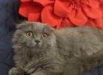 Teddy - Scottish Fold Cat For Sale - Fort Wayne, IN, US