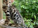 Jinx - Bengal Cat For Sale - Marietta, OH, US