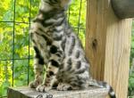 Jade - Bengal Cat For Sale - Marietta, OH, US