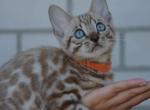 Maxwell Bengal - Bengal Cat For Sale - Norwalk, CT, US