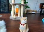 Fill - British Shorthair Kitten For Sale - Fairfax, VA, US