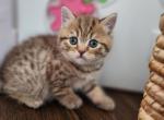 Archie - British Shorthair Kitten For Sale - Grand Rapids, MI, US