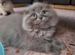 Ash - Persian Cat For Sale - Queens, NY, US