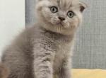 Los Angeles Menta scottish fold lilac solid color - Scottish Fold Cat For Sale - Dallas, TX, US