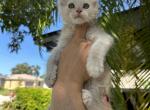 Mars - Maine Coon Cat For Sale - Hollywood, FL, US