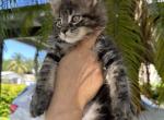 Lucky - Maine Coon Cat For Sale - Hollywood, FL, US