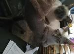 Minka - Siamese Cat For Sale - Francestown, NH, US