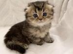 Scott 2 - Scottish Fold Cat For Sale - New York, NY, US