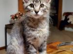 Dumpling - Maine Coon Kitten For Sale - Van Horne, IA, US