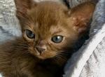 Antoshka - Burmese Cat For Sale - Miami, FL, US