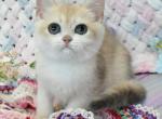 Jenny - British Shorthair Cat For Sale - Brooklyn, NY, US