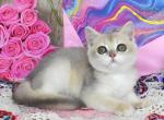 Juliet - British Shorthair Cat For Sale - Brooklyn, NY, US