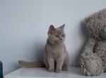 Magic Smile Demi - British Shorthair Cat For Sale - Brooklyn, NY, US